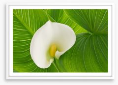 White calla lily Framed Art Print 127893610